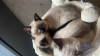 Photo №1. siamese cat - for sale in the city of Берлингероде | Is free | Announcement № 125418