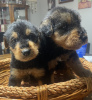 Photo №1. airedale terrier - for sale in the city of Berlin | Is free | Announcement № 126887