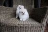 Photo №1. pomeranian - for sale in the city of Берлингероде | Is free | Announcement № 116045