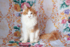 Photo №1. maine coon - for sale in the city of Ryazan | 333$ | Announcement № 7060