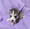 Photo №1. siberian husky - for sale in the city of Beverly Hills | 500$ | Announcement № 77417