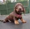 Photo №1. dachshund - for sale in the city of Washington | 850$ | Announcement № 50809