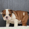 Photo №1. english bulldog - for sale in the city of Amerongen | 317$ | Announcement № 44019