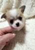 Photo №4. I will sell chihuahua in the city of Zrenjanin. breeder - price - negotiated