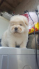 Photo №2 to announcement № 70347 for the sale of chow chow - buy in United Kingdom private announcement