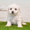 Photo №4. I will sell maltese dog in the city of Москва.  - price - Is free