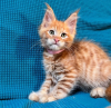 Photo №2 to announcement № 116332 for the sale of maine coon - buy in Switzerland private announcement