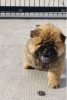 Photo №2 to announcement № 108974 for the sale of chow chow - buy in Serbia 