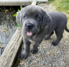 Photo №1. cane corso - for sale in the city of Oklahoma City | Is free | Announcement № 120579