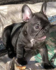 Photo №1. french bulldog - for sale in the city of Амерсфоорт | 710$ | Announcement № 16297
