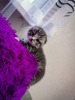 Additional photos: Scottish fold kittens