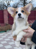 Photo №3. pembroke welsh corgi puppy. Germany