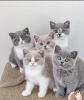 Photo №1. british shorthair - for sale in the city of Berlin | 317$ | Announcement № 101687