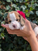 Photo №2 to announcement № 115043 for the sale of beagle - buy in United States private announcement