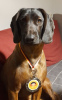 Photo №2 to announcement № 71001 for the sale of bavarian mountain hound - buy in Latvia private announcement