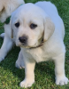 Photo №1. labrador retriever - for sale in the city of Stockholm | negotiated | Announcement № 113174