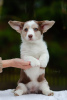 Additional photos: Welsh Corgi Cardigan