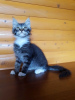 Additional photos: Selling a Maine Coon kitten black tiger with white