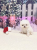 Additional photos: Super tiny snowballs Pomeranians