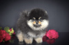 Photo №4. I will sell pomeranian in the city of Chaikovsky. from nursery - price - 1918$