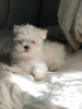 Photo №4. I will sell maltese dog in the city of Odessa. private announcement - price - 700$