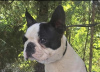 Photo №4. I will sell boston terrier in the city of Belgrade. breeder - price - negotiated