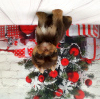 Photo №1. yorkshire terrier - for sale in the city of St. Petersburg | 814$ | Announcement № 8353