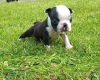 Photo №3. Adorable Boston Terrier Puppies for free adoption. Germany