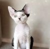 Photo №2 to announcement № 55583 for the sale of devon rex - buy in United States 