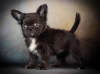 Photo №1. chihuahua - for sale in the city of Volgograd | 1562$ | Announcement № 35881