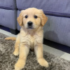 Photo №1. golden retriever - for sale in the city of Ostrava | Is free | Announcement № 40856