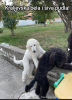 Additional photos: Poodles, beautiful puppies