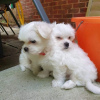 Photo №2 to announcement № 44017 for the sale of maltese dog - buy in Germany private announcement