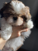 Photo №2 to announcement № 9901 for the sale of shih tzu - buy in Ukraine private announcement