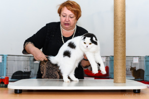 Photo №3. Grooming cats in Russian Federation