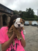 Photo №1. english bulldog - for sale in the city of Амстердам | 423$ | Announcement № 124597