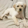 Photo №4. I will sell labrador retriever in the city of Berlin. private announcement - price - negotiated