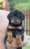 Additional photos: rottweiler