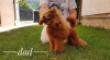 Photo №4. I will sell poodle (toy) in the city of Belgrade. breeder - price - negotiated