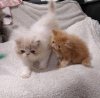 Photo №2 to announcement № 96583 for the sale of persian cat - buy in Germany breeder