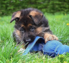 Photo №2 to announcement № 122128 for the sale of german shepherd - buy in United Kingdom 