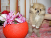 Additional photos: Pomeranian girl