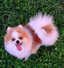 Photo №1. pomeranian - for sale in the city of Belgrade | negotiated | Announcement № 112432