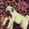 Additional photos: Selling a gorgeous pug dog with club documents from the Champion of Ukraine