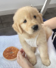 Photo №1. golden retriever - for sale in the city of Reykjavík | negotiated | Announcement № 97419