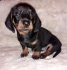 Additional photos: Purebred smooth-haired dachshund puppies