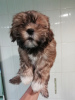 Photo №2 to announcement № 76339 for the sale of shih tzu - buy in Estonia private announcement, from nursery, breeder