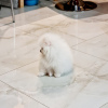 Photo №2 to announcement № 18094 for the sale of pomeranian - buy in Ukraine private announcement