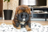 Photo №2 to announcement № 8465 for the sale of tibetan mastiff - buy in Russian Federation breeder