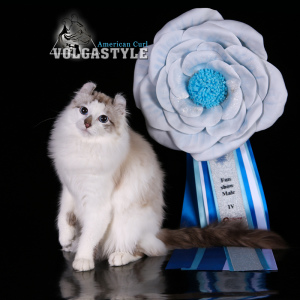 Photo №4. I will sell american curl in the city of Volgograd. from nursery - price - 1200$